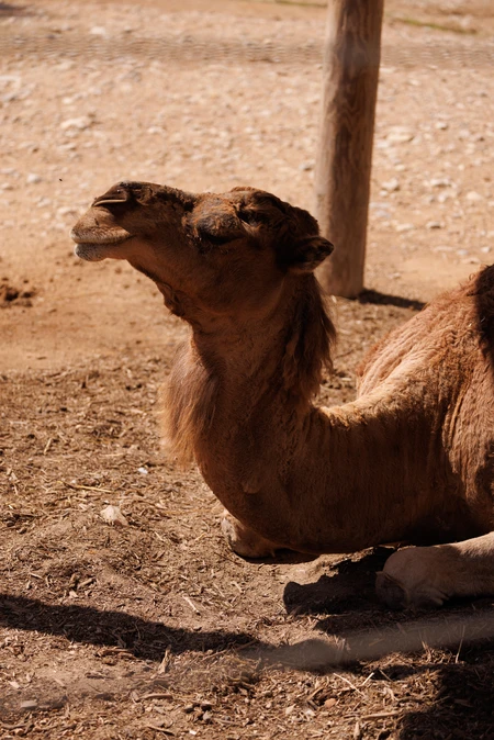 Camel Resting in the Sun