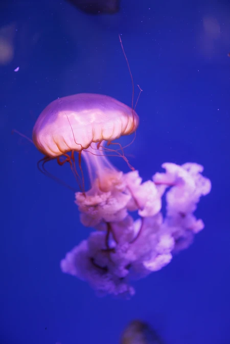 Graceful Jellyfish in Blue Waters