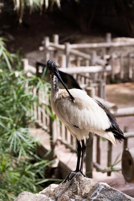 Perched Ibis in a Natural Setting