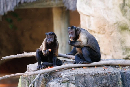 Monkeys Resting on Branches