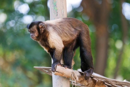 Capuchin Monkey on a Branch
