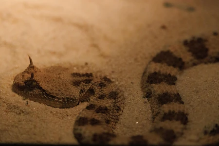 Desert Snake in Natural Habitat