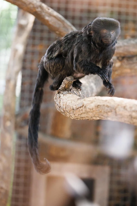 Tamarin on a Branch