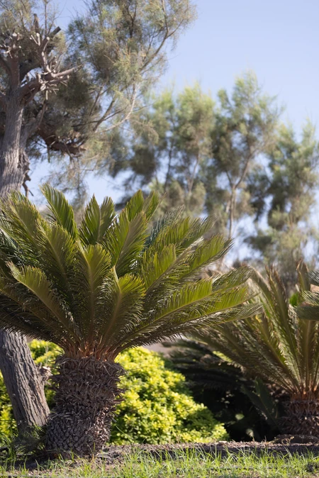 Serene Palm Grove