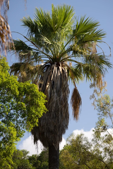 Tropical Oasis