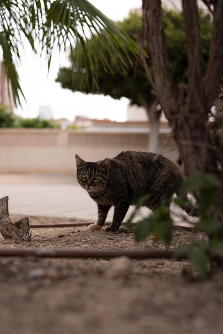 Curious Cat in Urban Environment