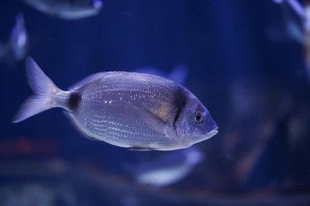 Aquarium Fish