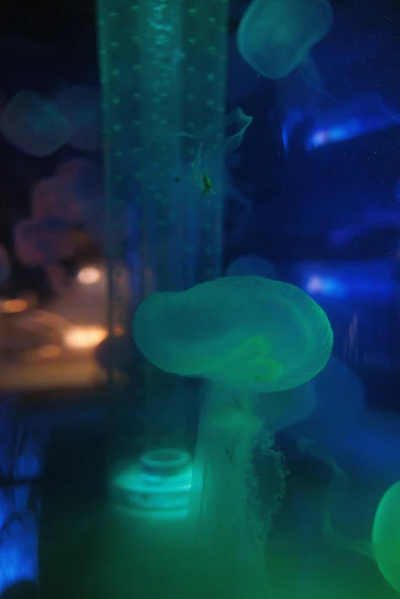 Ethereal Jellyfish Glow