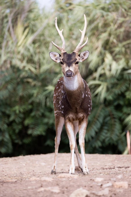 Majestic Deer in the Wild