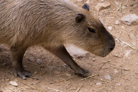 Capybara in Natural Habitat