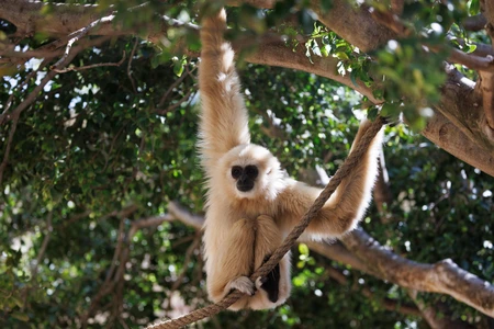 Gibbon in a Tree