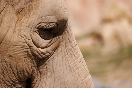 Elephant Close-Up