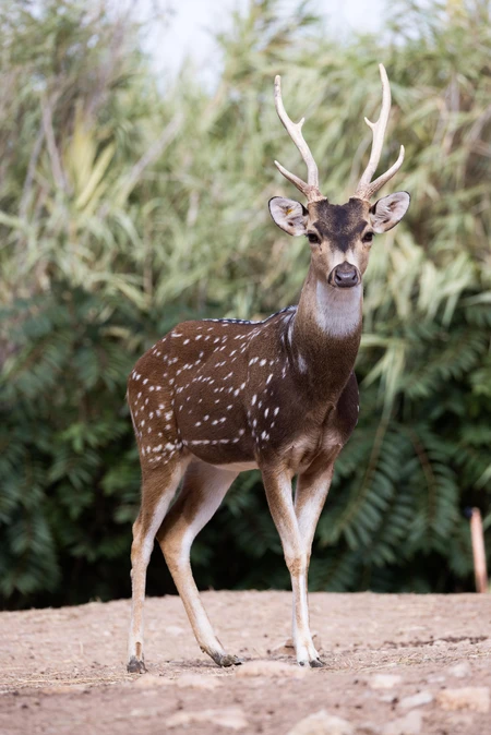 Graceful Deer in the Wild