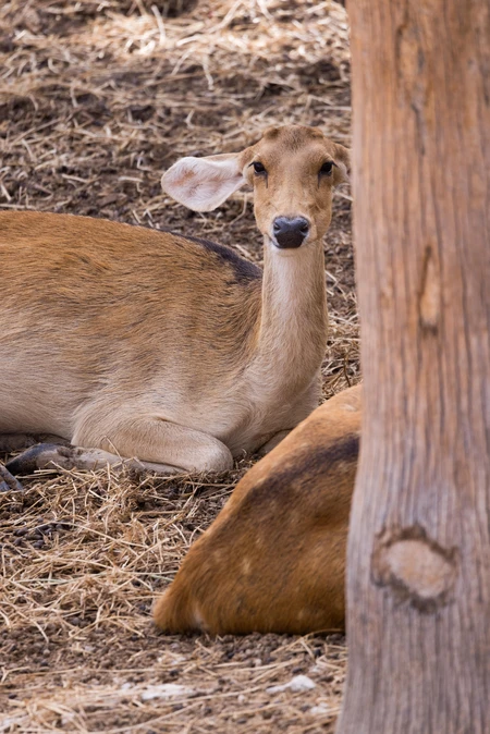 Resting Deer in Natural Habitat