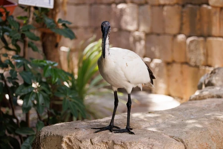 Ibis in Natural Habitat