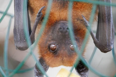 Upside-Down Hanging Bat