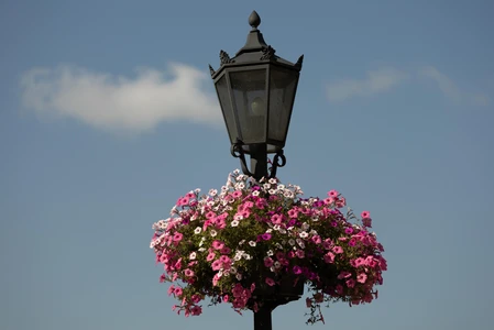 Street Lamp and Flowers