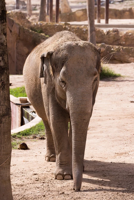 Elephant Stroll
