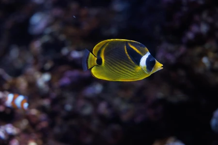 Tropical Fish in Coral Reef
