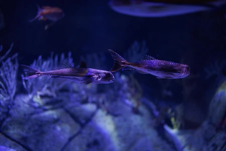 Underwater Serenity