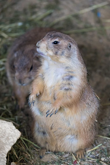 Prairie Dog Pair