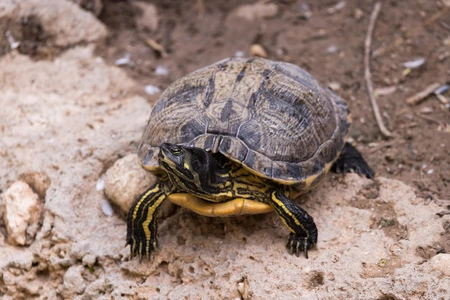 Turtle on Rocky Ground
