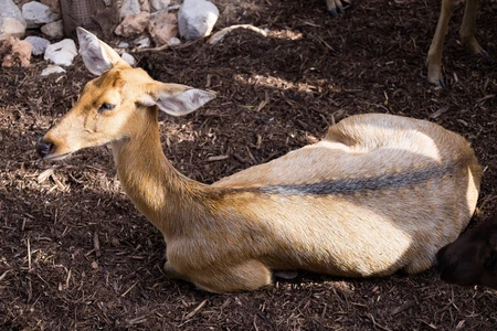 Resting Deer in Natural Habitat
