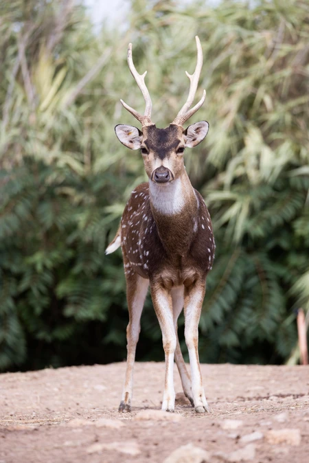 Graceful Deer in Natural Habitat