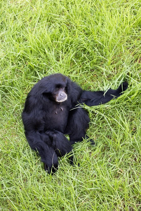Sitting Ape in Grass