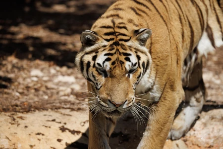 Majestic Tiger in the Wild