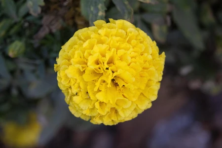 Vibrant Yellow Marigold
