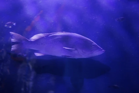 Serene Underwater Scene