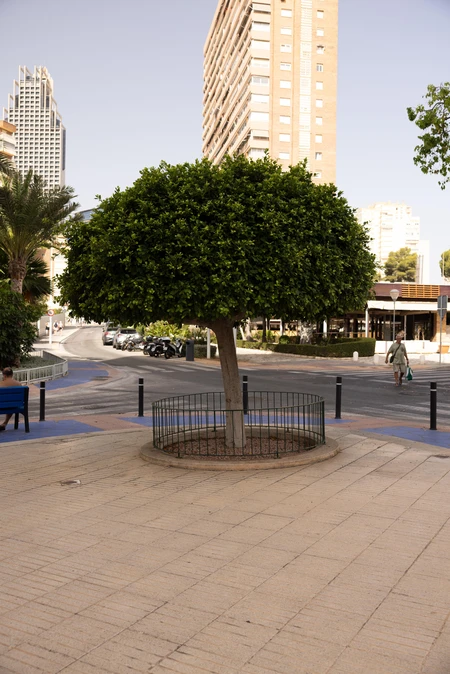Urban Street with Tree