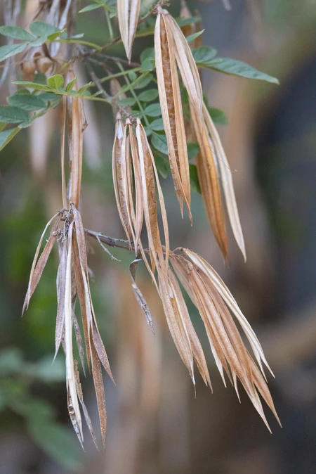 Dried Leaves on Branch