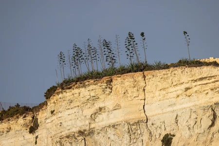 Coastal Cliffside with Trees