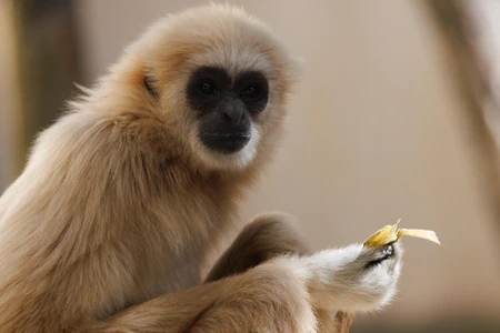 Gibbon Eating
