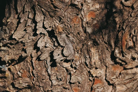 Textured Tree Bark