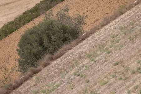 Diagonal Field Landscape