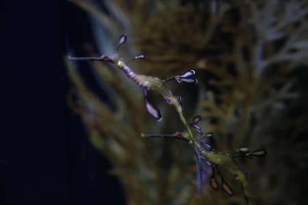 Underwater Sea Dragon