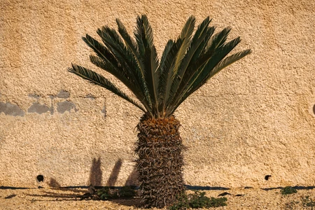 Lone Palm against a Textured Wall