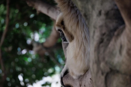 Gibbon in the Wild