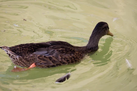 Duck Swimming in Pond