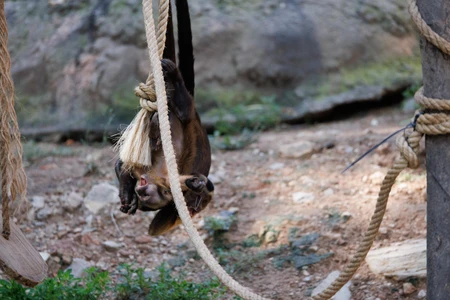 Playful Monkey on a Rope