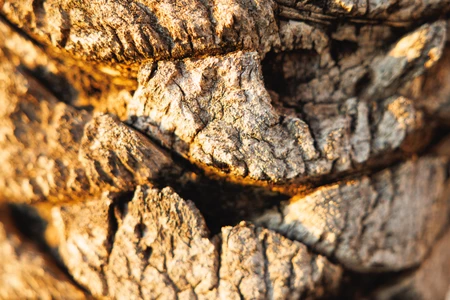 Close-up of Tree Bark Texture