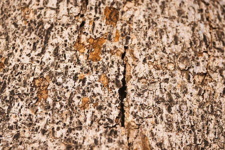 Close-Up of Tree Bark