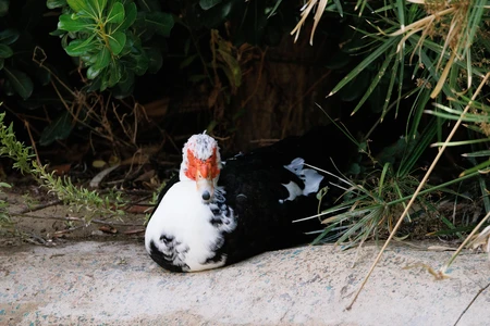 Resting Duck Amidst Foliage