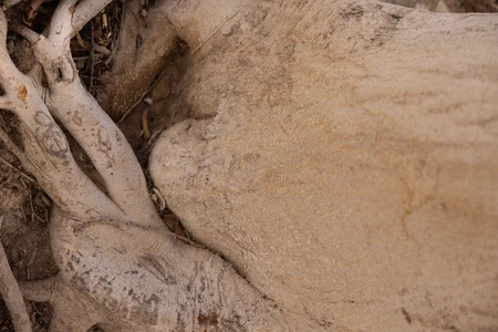 Intricate Tree Roots