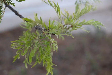 Close-up of Fresh Green Leaves
