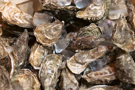 Fresh Oysters on Ice