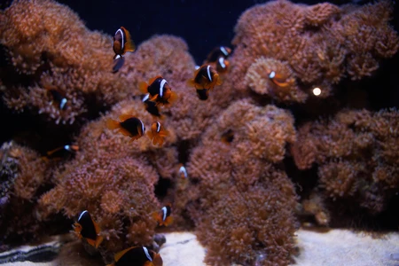 Clownfish and Coral